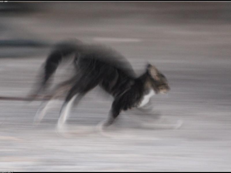 Tio João Quiosque Lanches e Porções