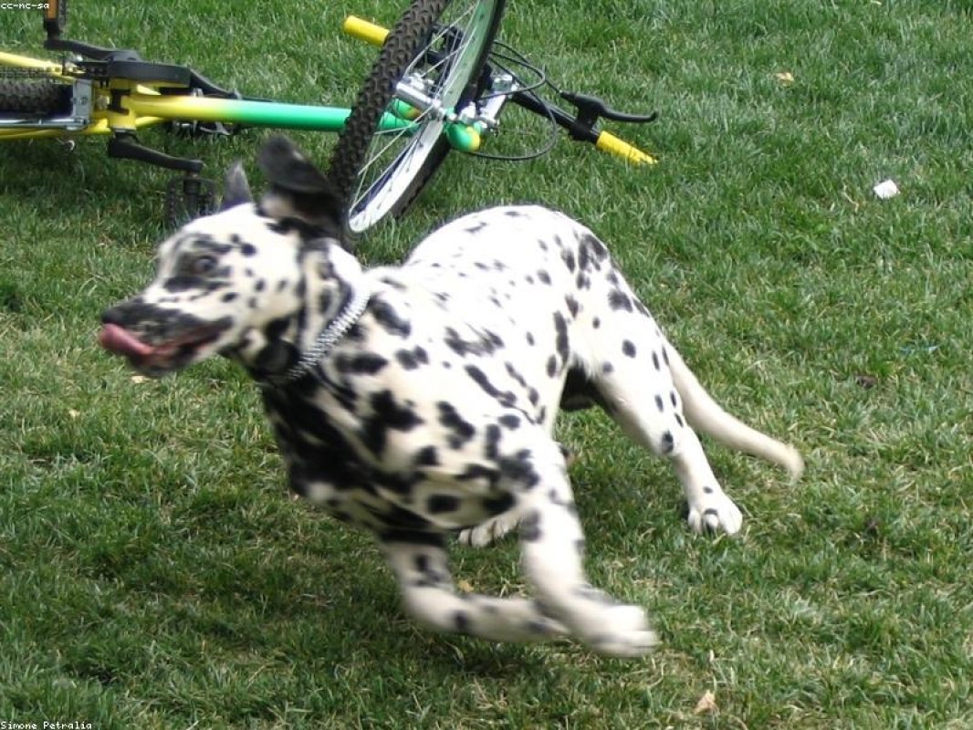 Branco Comercial Ltda. Services